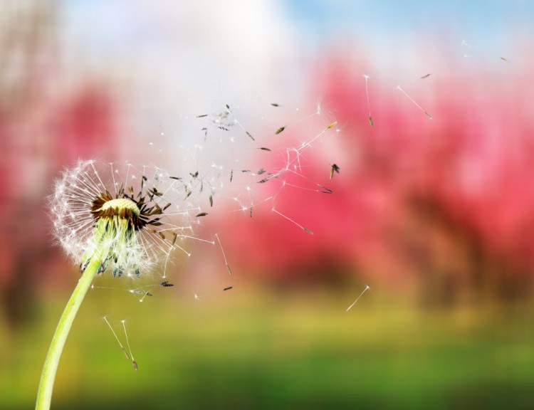 Dandelion Spores Title