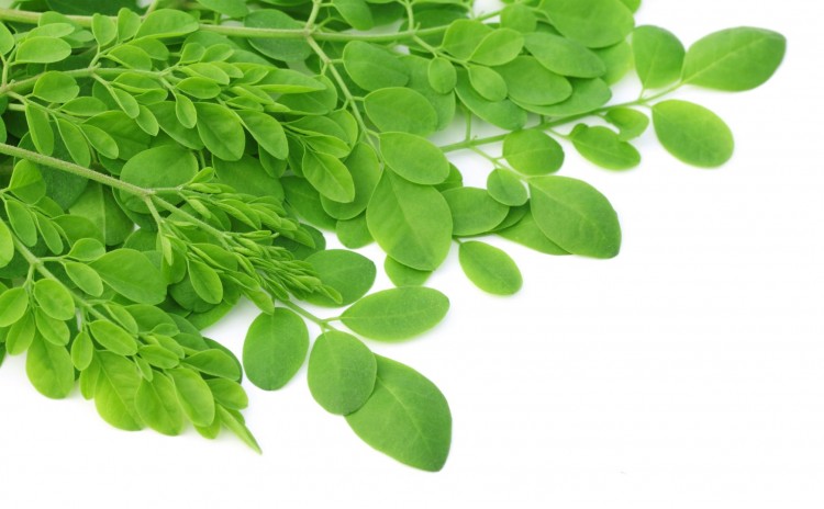 Moringa