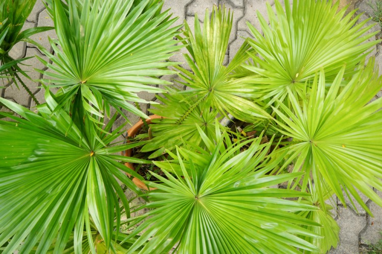 Saw Palmetto